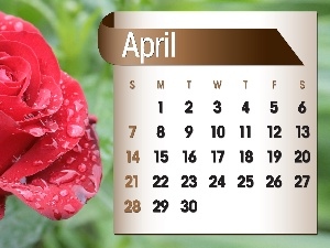 2013, april, Calendar, rose