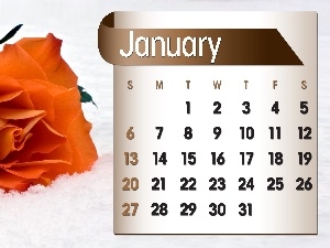 2013, january, Calendar, rose