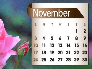 2013, november, Calendar, rose