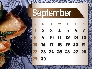 2013, september, Calendar, roses