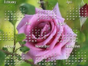 2013, Calendar, graphics, roses