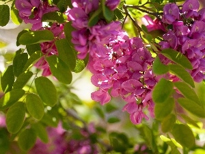 Flowers, acacia, Pink