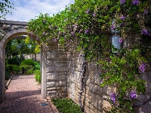 acacia, wall, Garden, entry