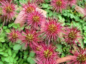 Acaena microphylla