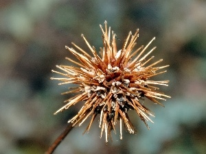 Acena Buchanana