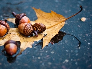 oak, Acorns, leaf