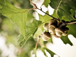 oak, Acorns, trees