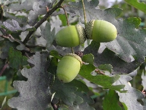 Acorns, oak