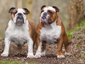 adult, Bulldogs, Two cars