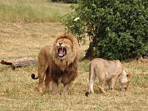 Africa, savanna, Lion, Lioness