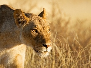 Africa, Lioness