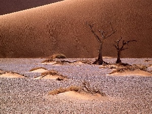 Africa, Namib