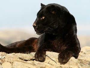 Panther, Africa, black