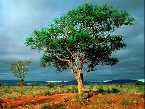steppe, Africa, trees