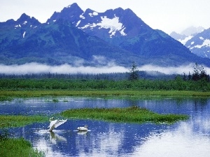 Alaska, Swan, Mountains, lake