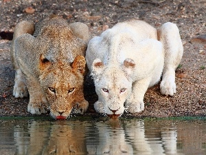 reflection, water, Two, lionesses