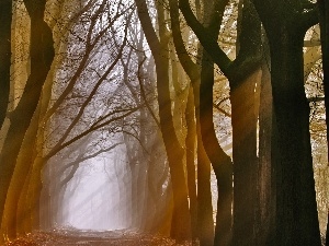 viewes, alley, trees