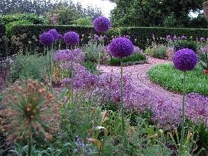 Alleys, decorated, Garden, garlic