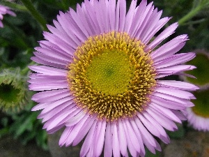 Alpine aster, Colourfull Flowers