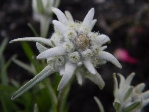 alpine edelweiss