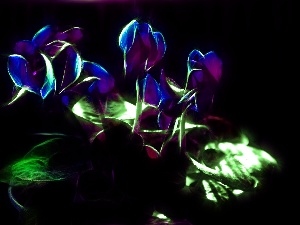 Fractalius, Cyclamen, Alpine Violets