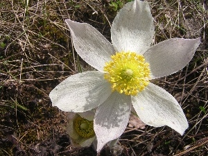 Alpine pasque