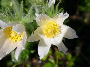 alpine pasque