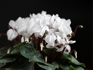 Cyclamen, White