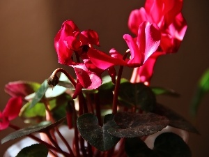 Cyclamen