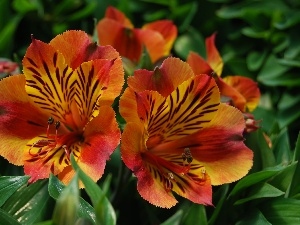 Flowers, Alstroemeria, Red