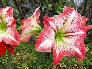 amaryllis, Flowers