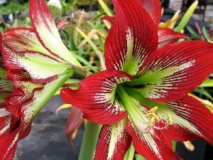 amaryllis, Flowers