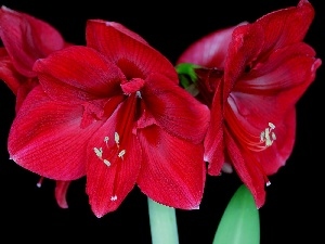 amaryllis, Red