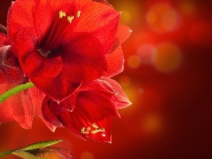 amaryllis, Red