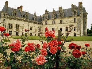 Amboise. France, Castle, Garden, roses