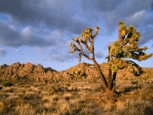 america, Joshua, California, Park, North, national