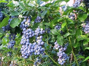 American, bilberry