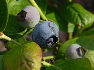 American, bilberry, maturing, Fruits