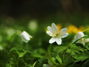 anemone, Colourfull Flowers, White