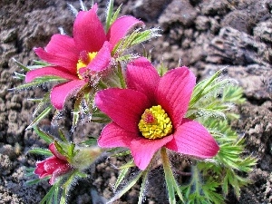 Pink, pasque, Flowers