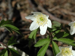 anemone, White