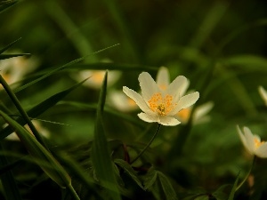 anemone, White
