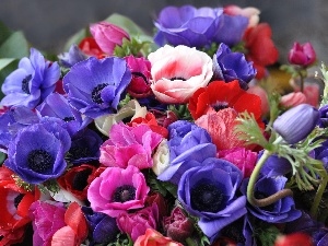 Anemones, color