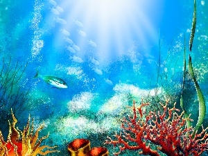 Sea Anemones, Barrier