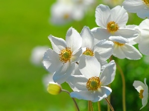 Anemones, White