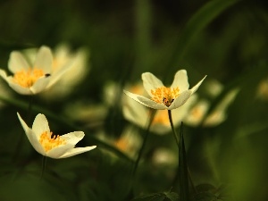 Anemones, White