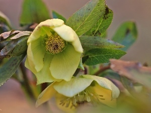 Anemones, Yellow