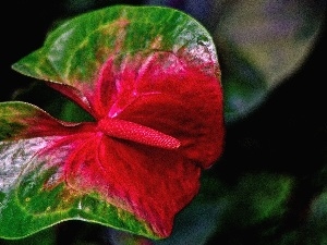 Anturium, Colourfull Flowers, green, Red