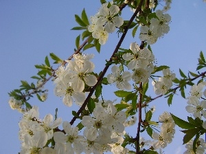 apple-tree, Colourfull Flowers