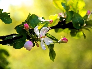 apple-tree, fruit, flourishing, trees